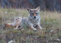 Canis latrans